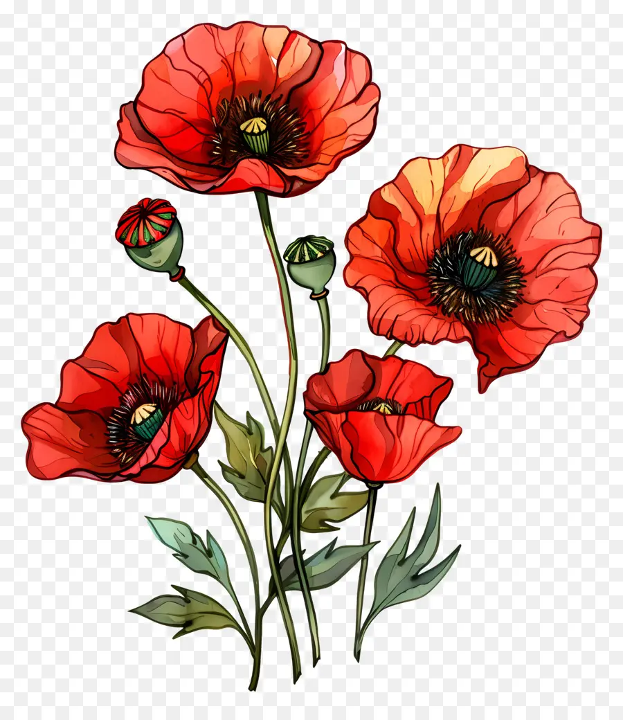 Flores De Amapola，Amapolas Rojas PNG