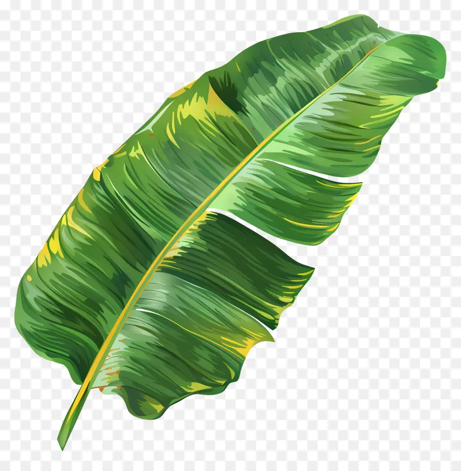 Hoja De Plátano，Tropical PNG