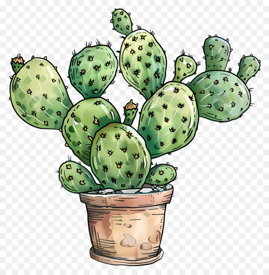 Cactus，Suculentas PNG