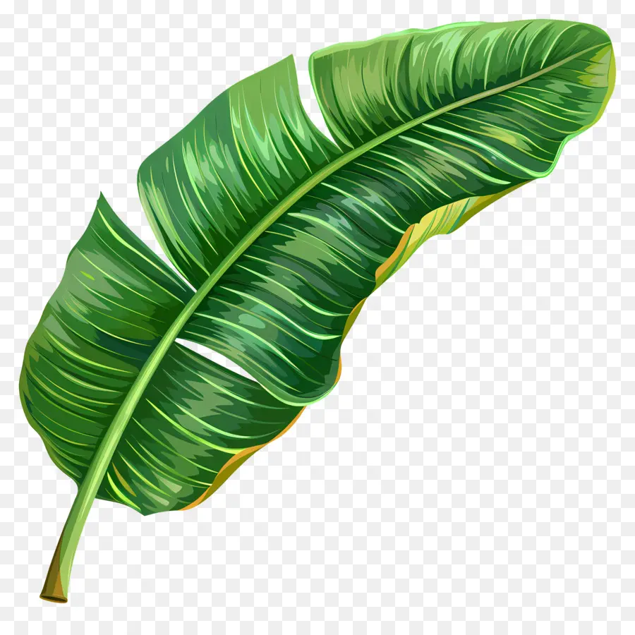 Hoja De Plátano，Tropical PNG