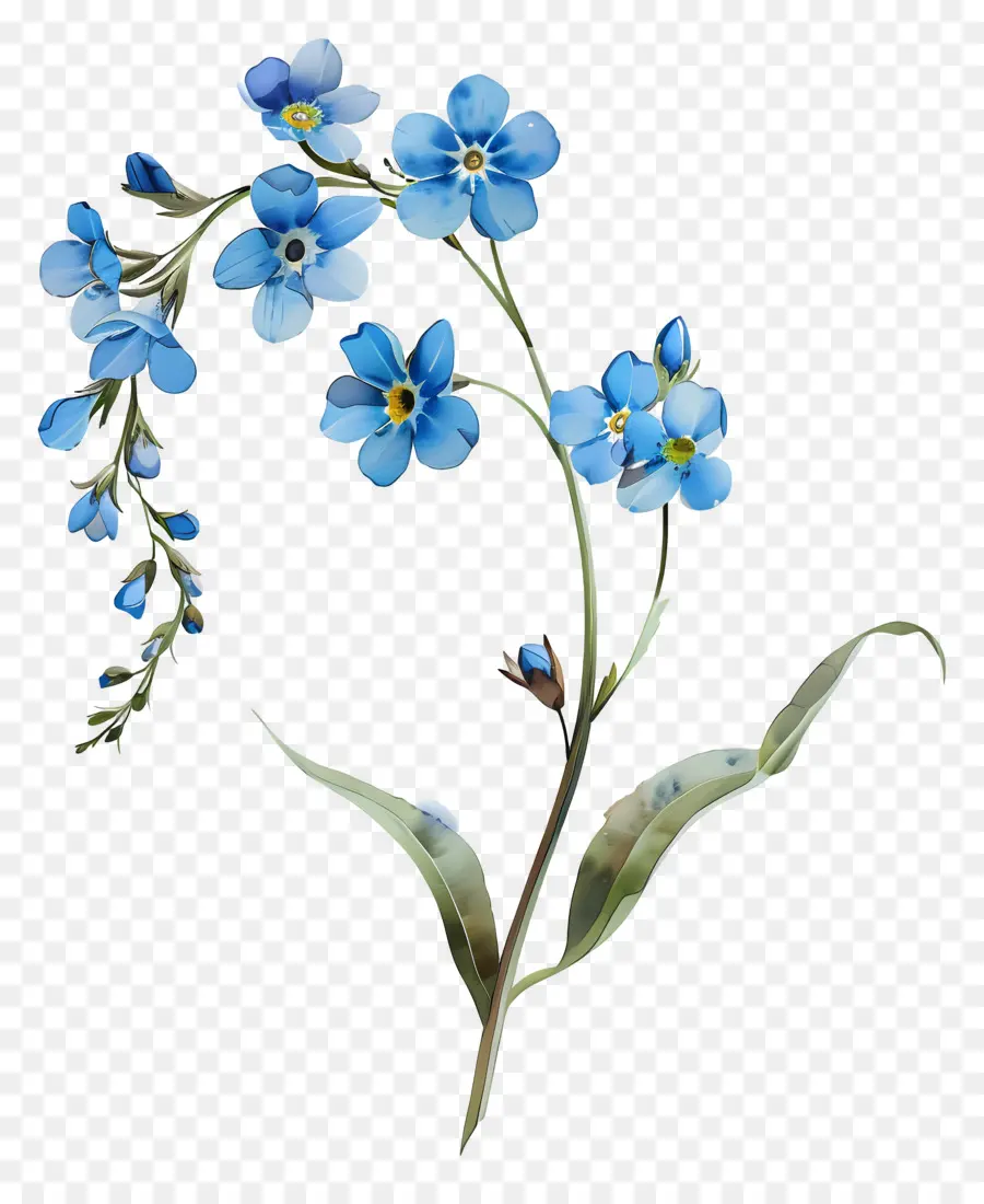 No Me Olvides，Flores Azules PNG