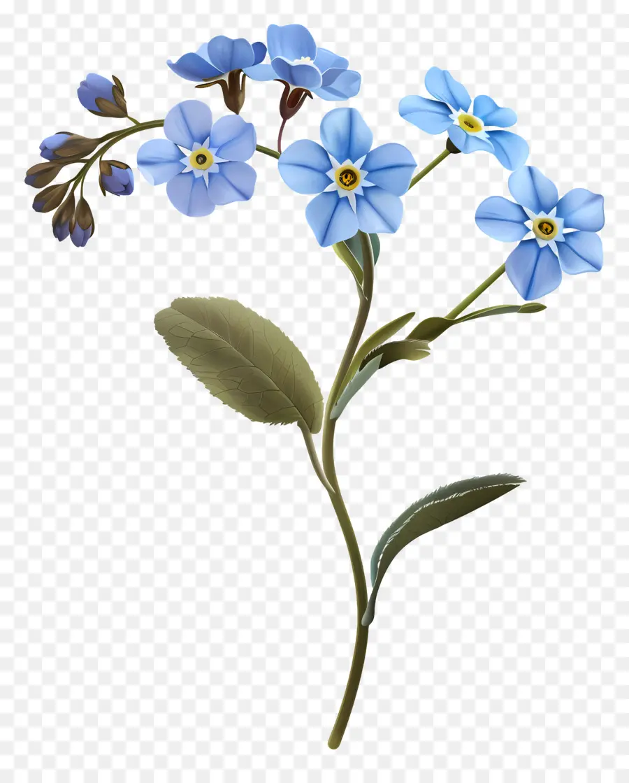 No Me Olvides，Flores De Color Azul PNG