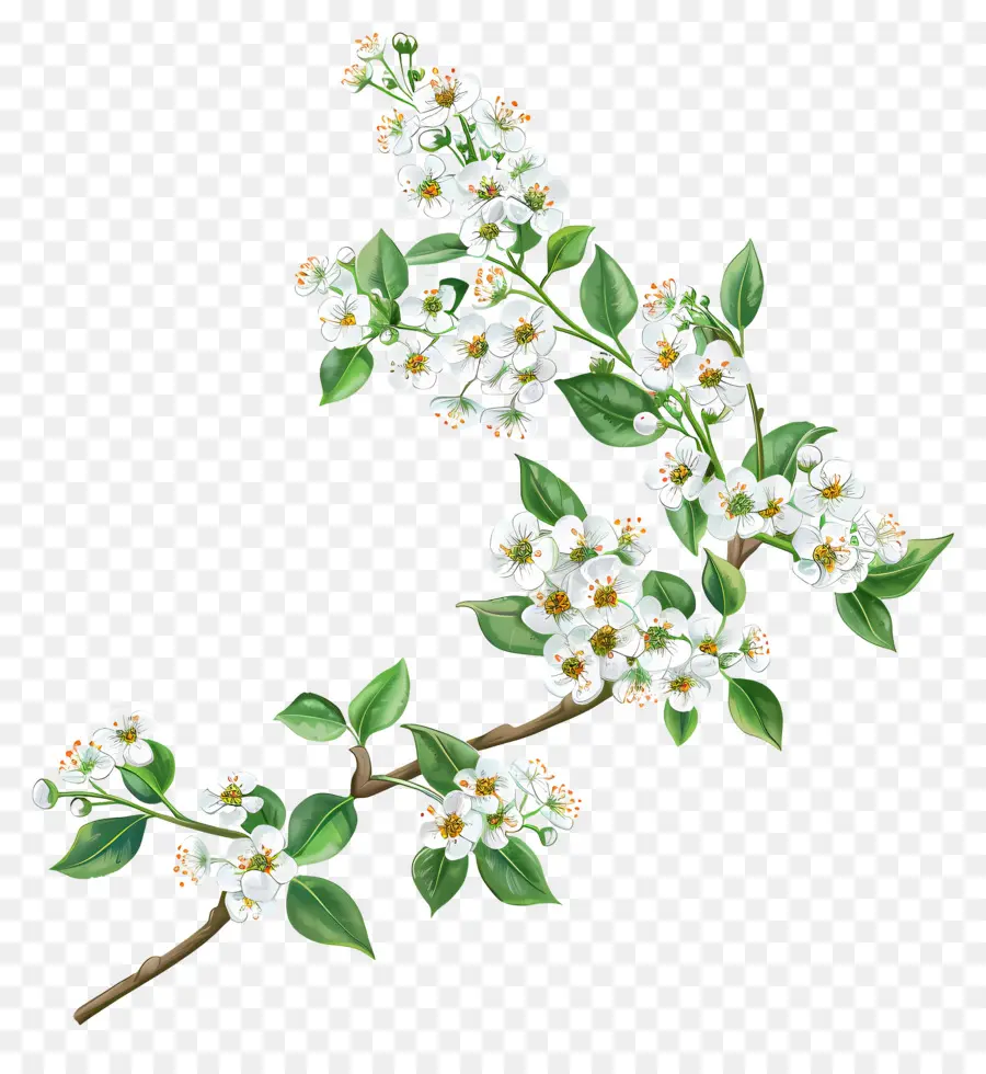 Alyssum Dulce，Rama En Flor PNG