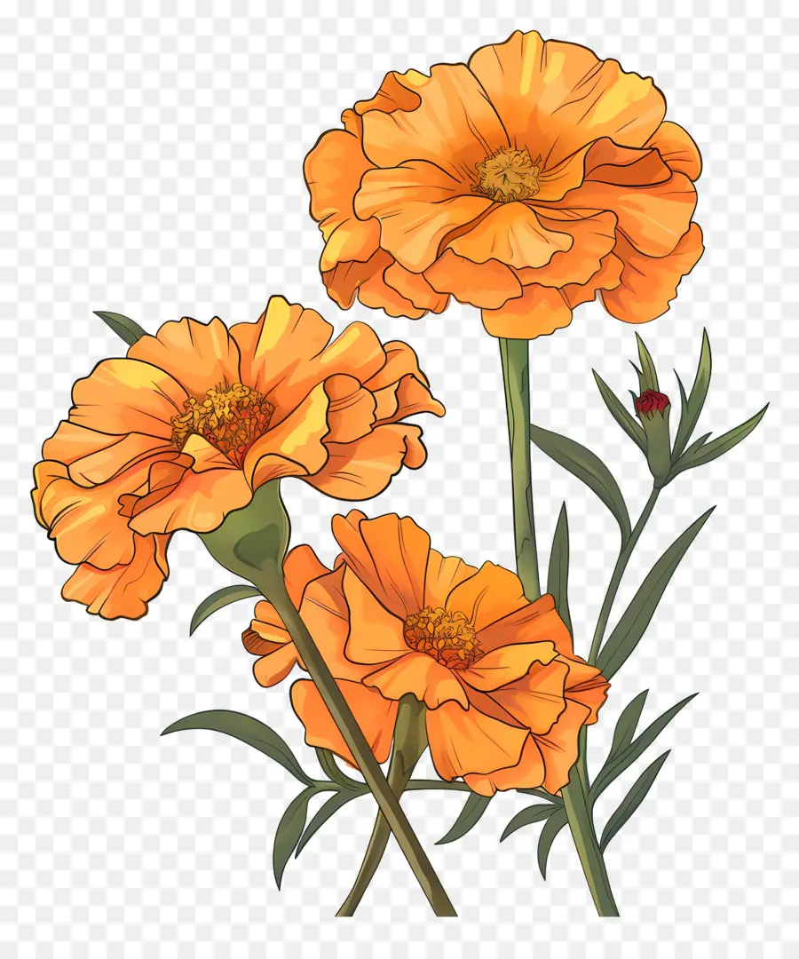 Flores De Caléndula，Claveles Amarillos PNG