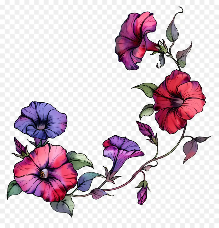 Petunia Flores，Flores De Colores PNG