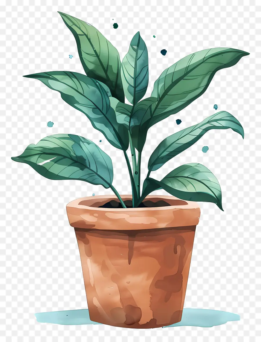 Planta De Stephania，Planta Colorida PNG