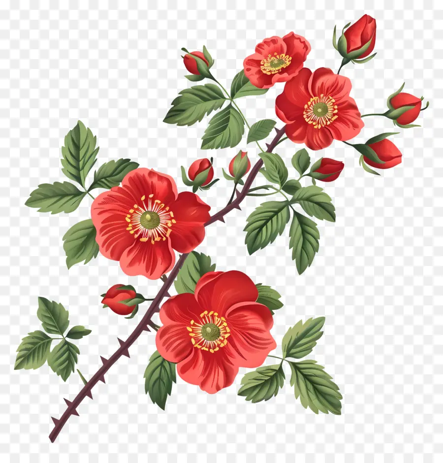 Flores De Rosa，Las Flores De Color Rojo PNG