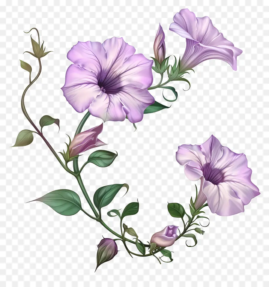 Petunia Flores，Flores De Color Púrpura PNG