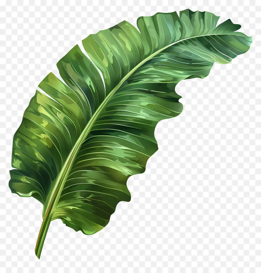 Hoja De Plátano，Tropical PNG