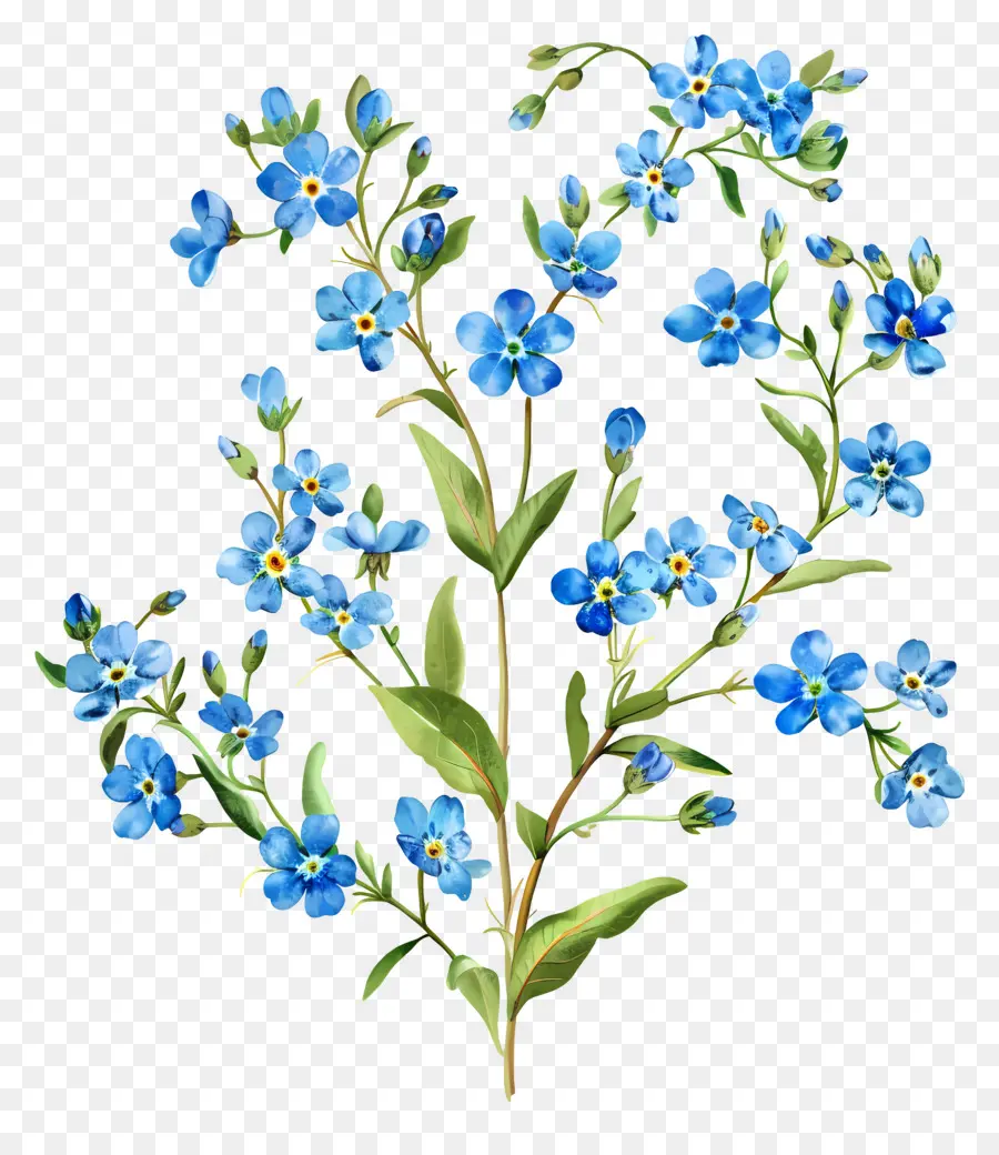 No Me Olvides，Flores De Color Azul PNG