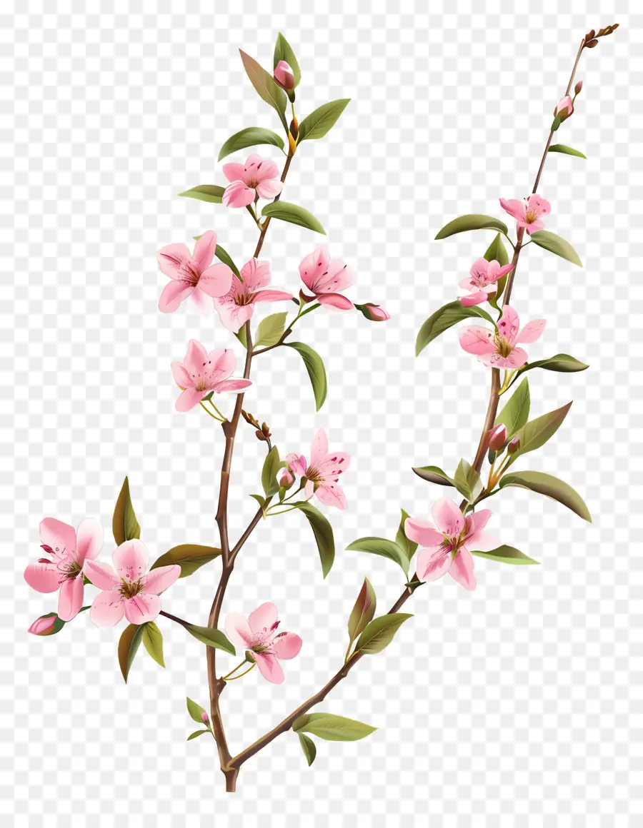 Flores Rosadas，Florecer PNG