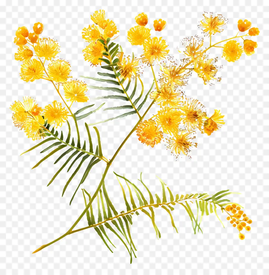 Mimosa, Flor，Flores Amarillas PNG