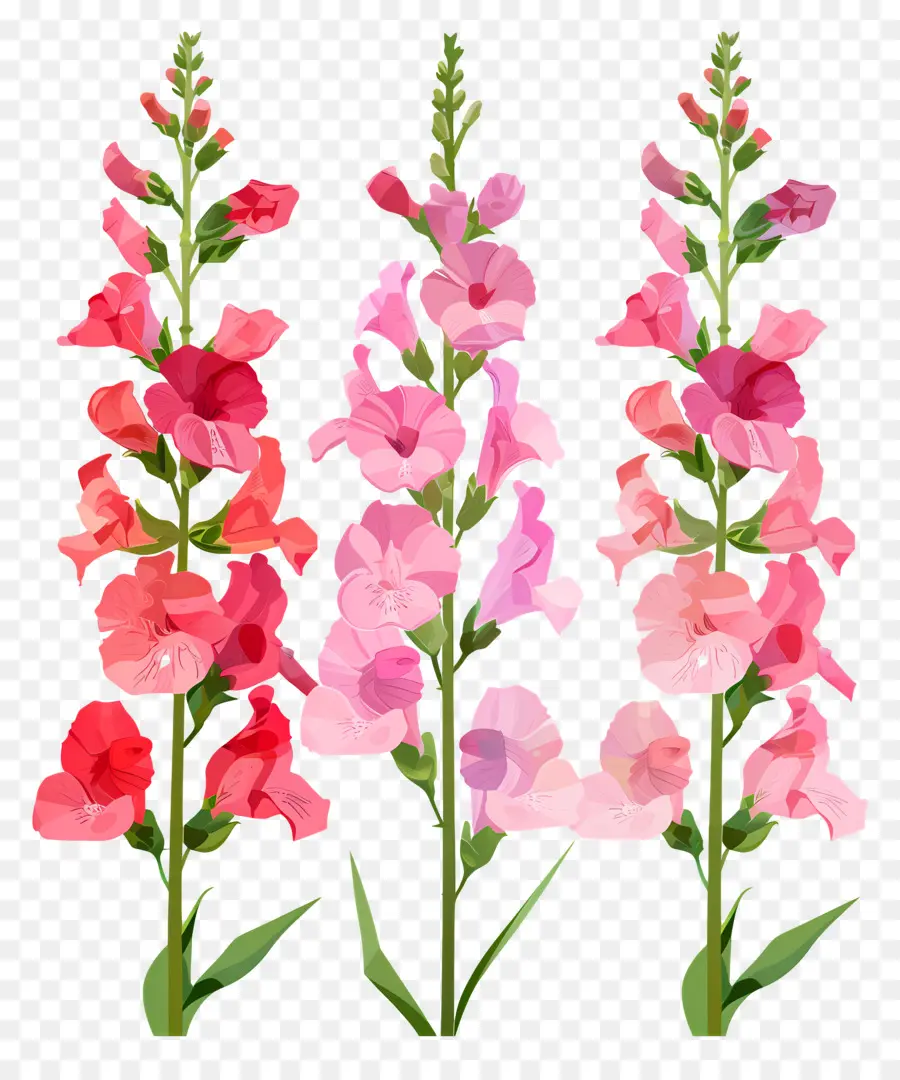 Flores De Snapdragon，Flores De Colores PNG