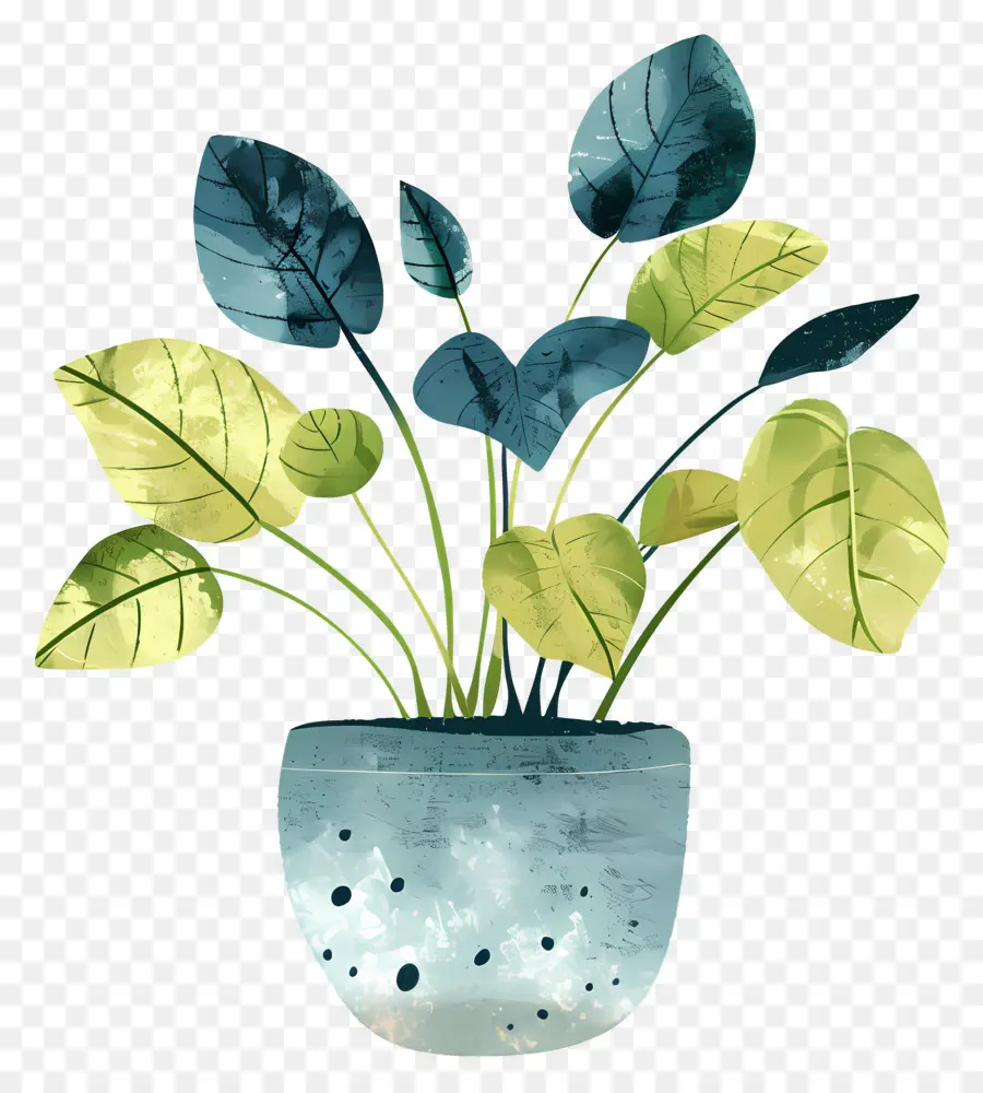 Planta De Stephania，Planta En Maceta PNG