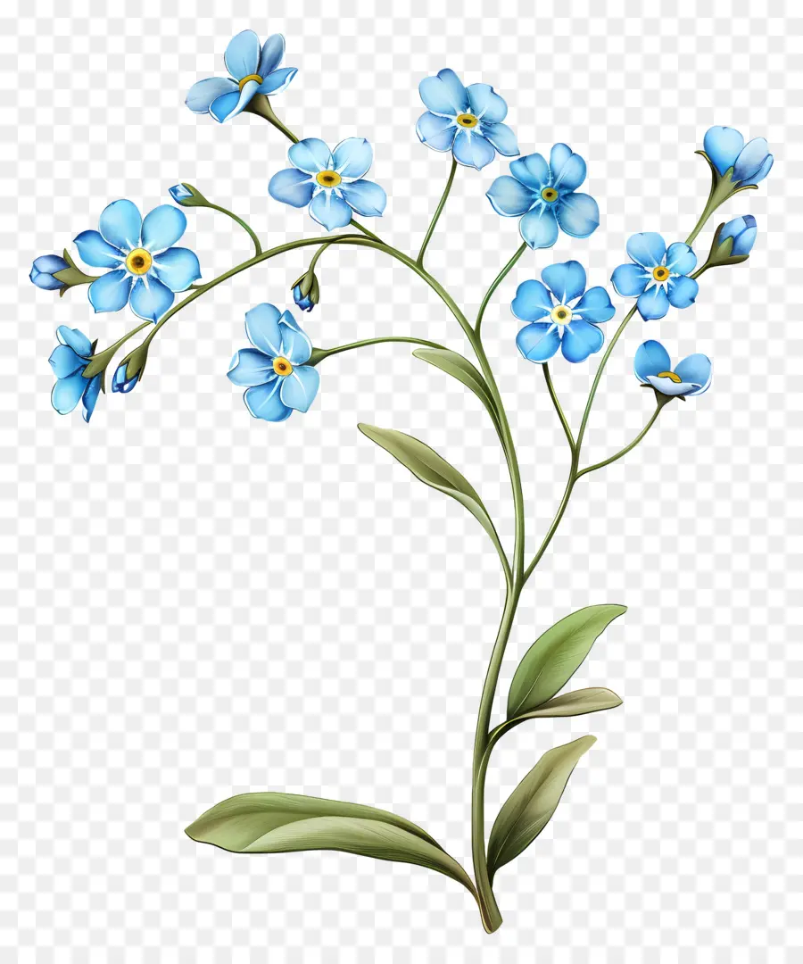 No Me Olvides，Flores De Color Azul PNG