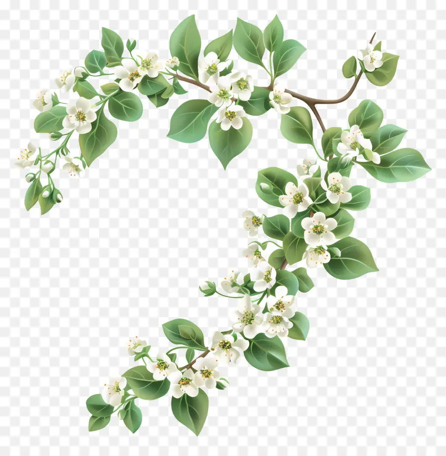 Dulce Alyssum，Rama Floreciente PNG