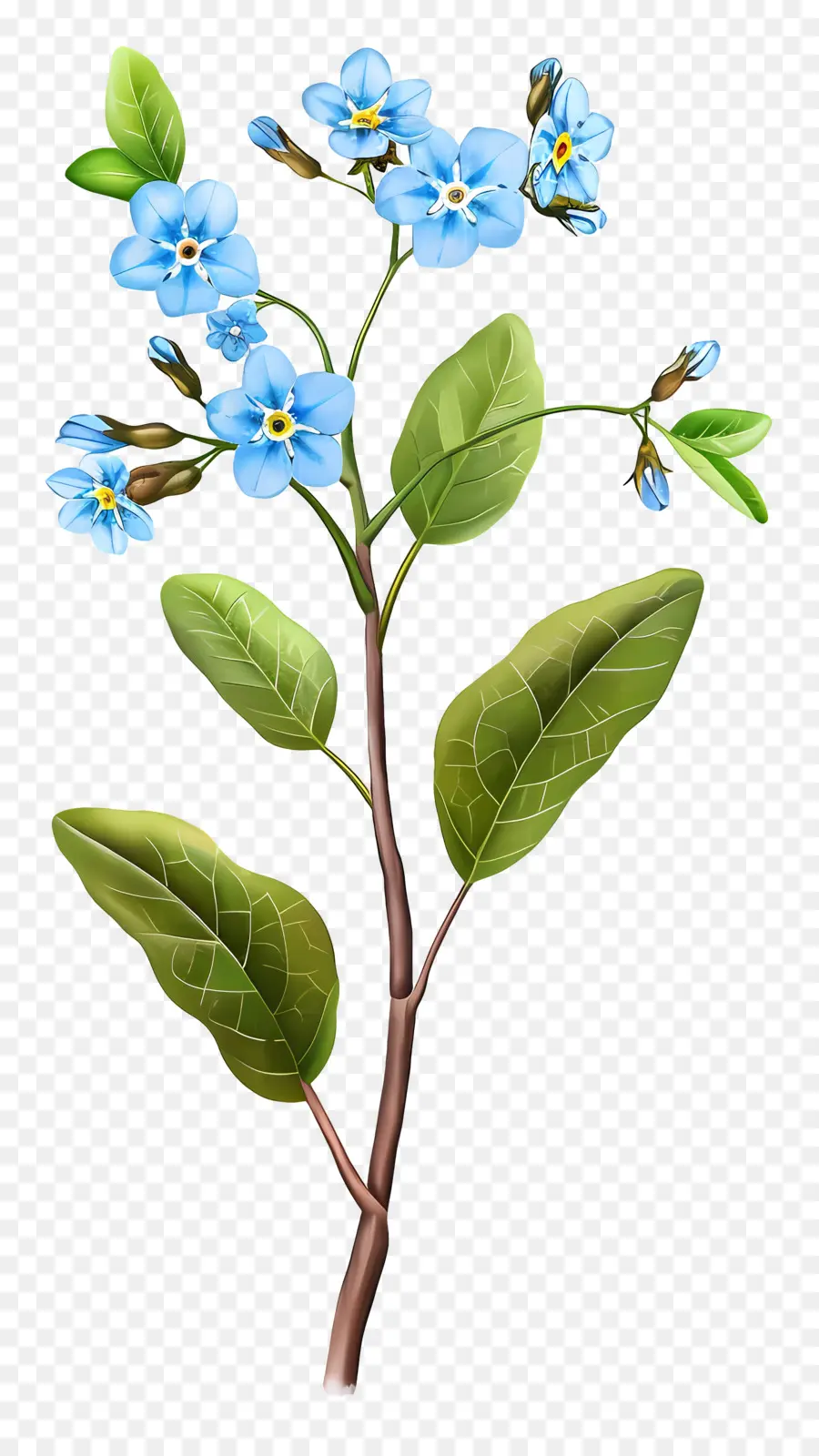 No Me Olvides，Flor Azul PNG