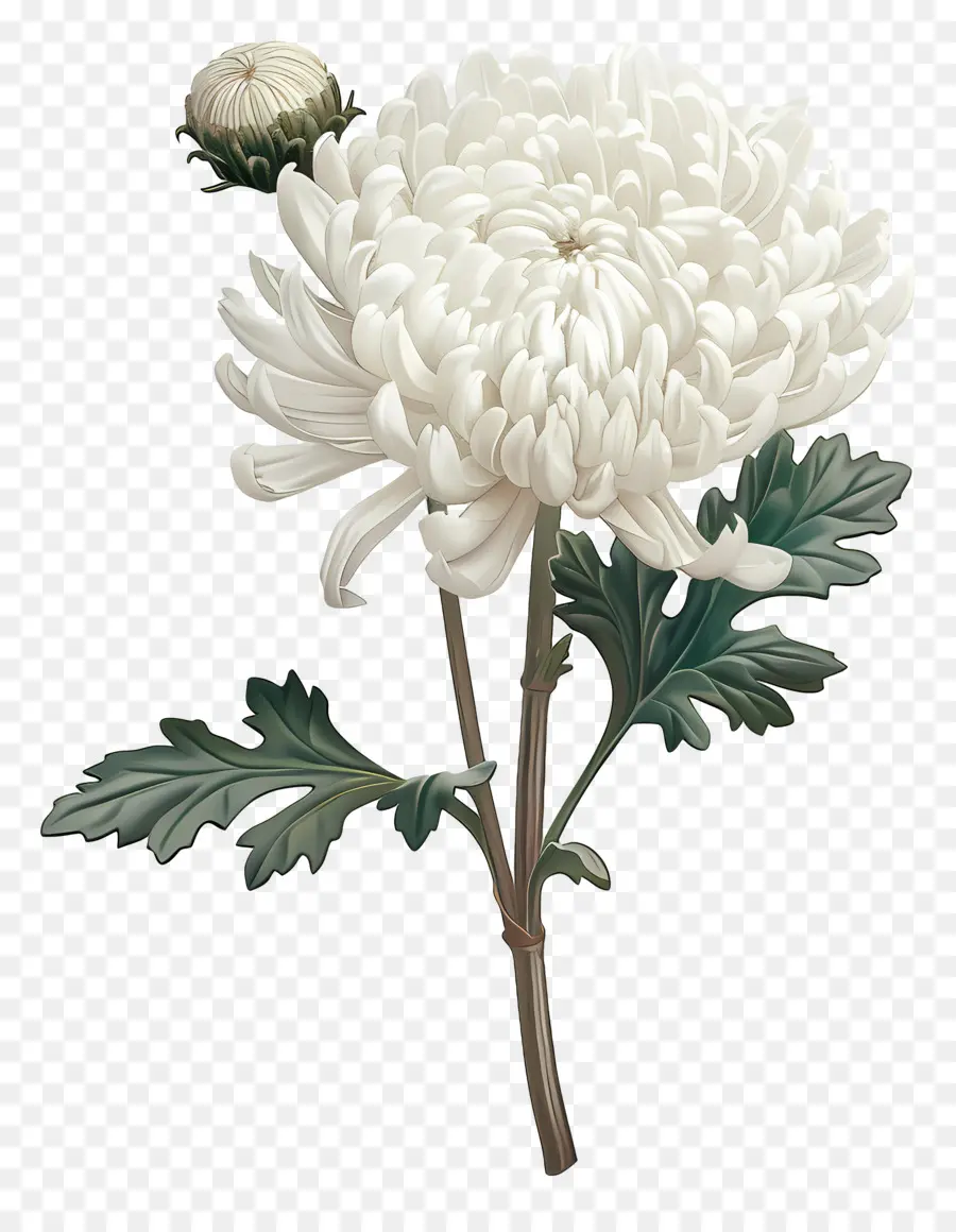 Crisantemo Blanco，Flor Blanca PNG