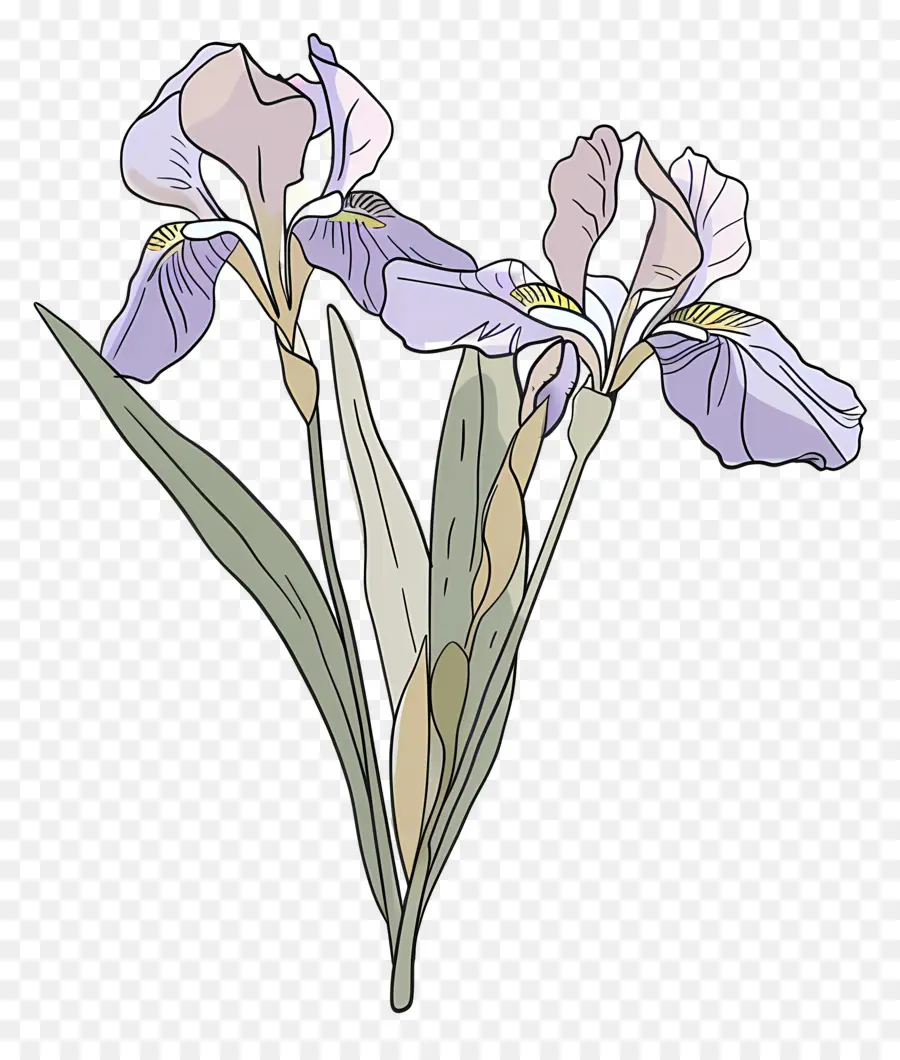 Flor De Iris，Flor PNG