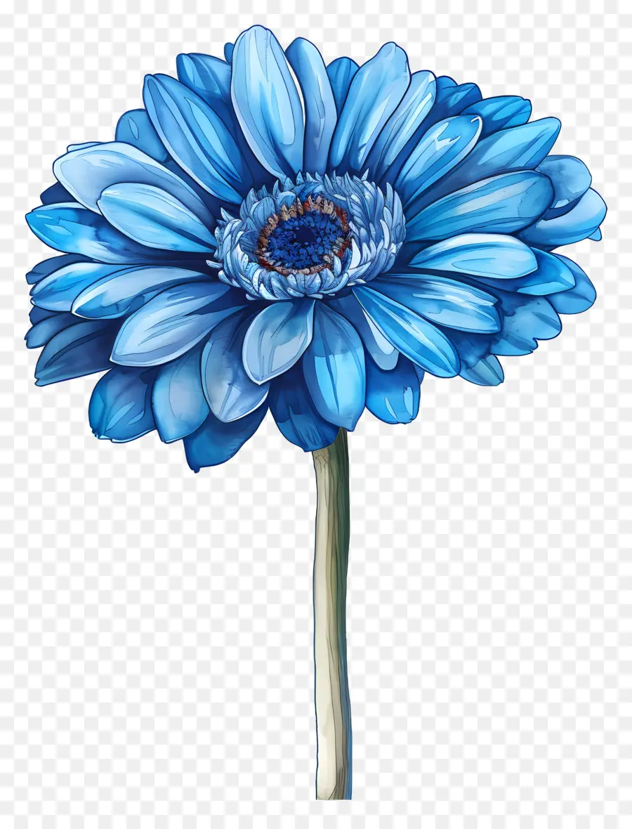 Gerbera Azul，Flor Azul PNG