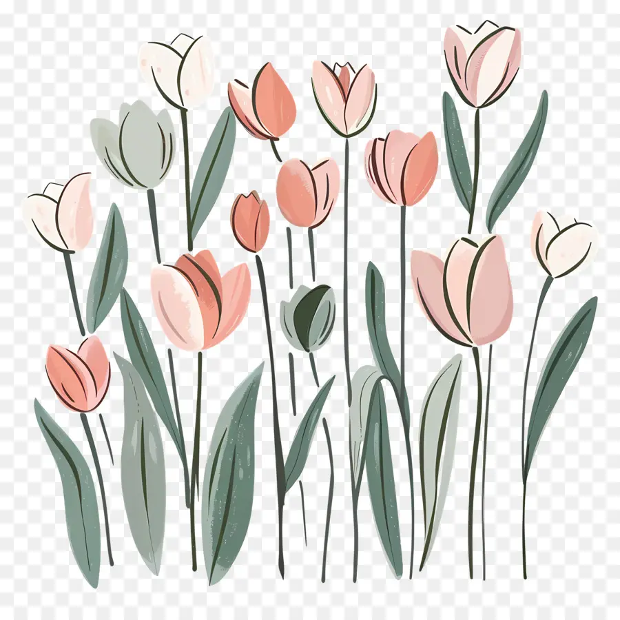 Tulipanes Rosados，Tulipanes Rojos Y Morados PNG