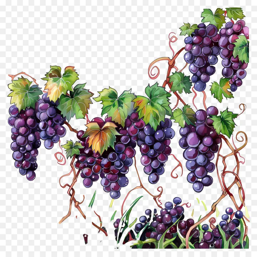 Campo De Vid，Las Uvas PNG