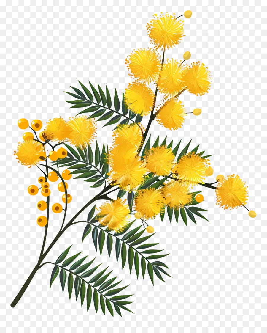 Mimosa, Flor，Flores Amarillas PNG