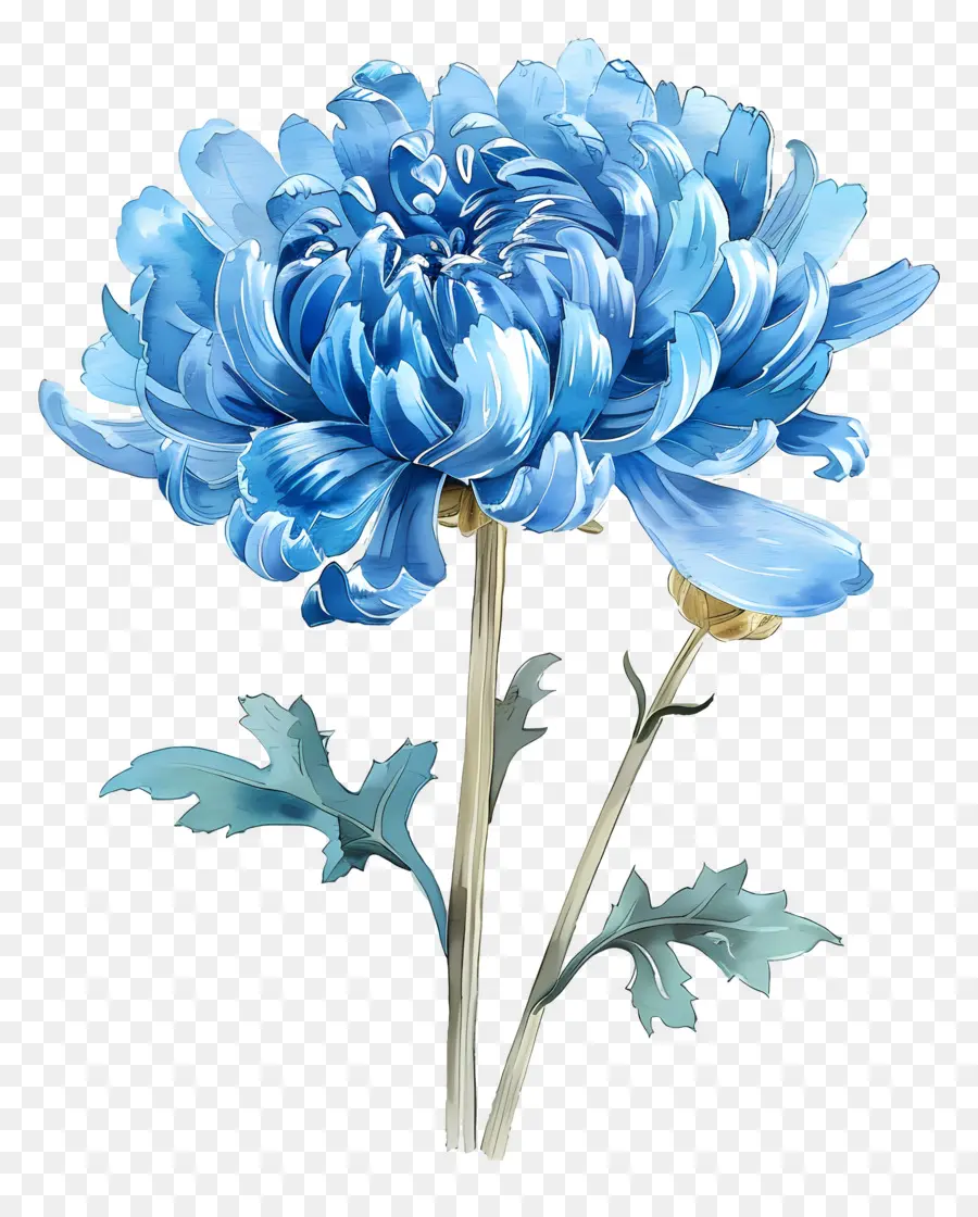 Crisantemo Azul，Flor Azul PNG