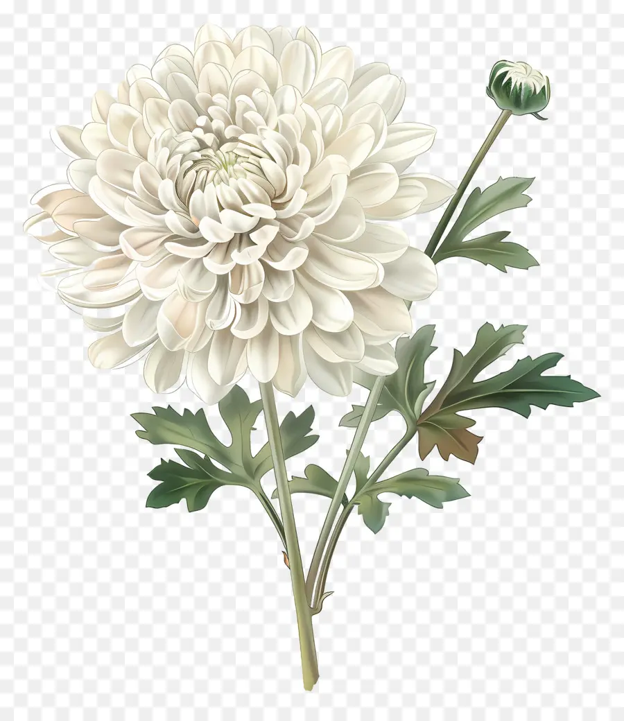 Crisantemo Blanco，Flor Blanca PNG