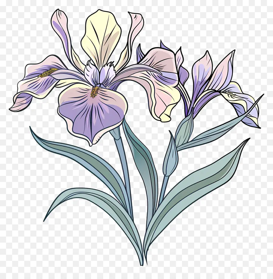 Flor De Iris，Flor PNG