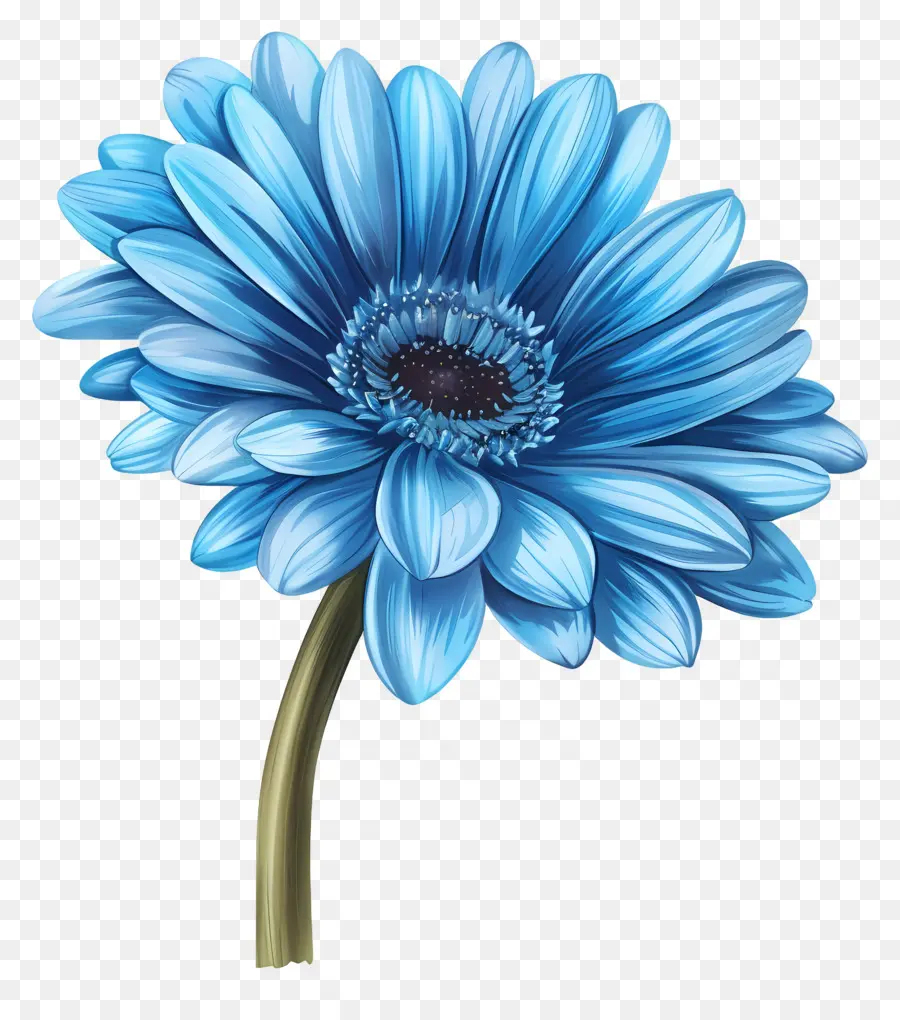 Gerbera Azul，Flor Blanca PNG