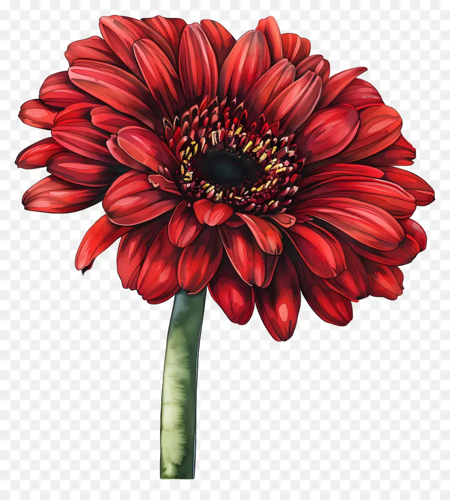 Gerbera Roja，Flor Roja PNG