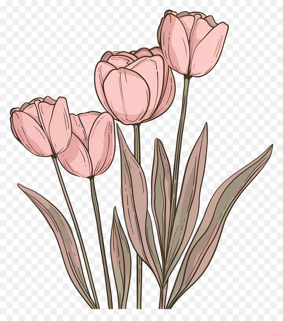 Tulipanes Rosados，Hojas Verdes PNG