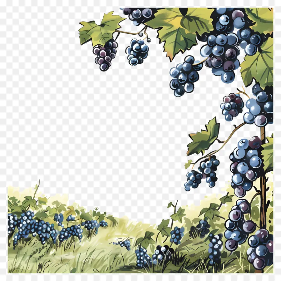 Campo De Vid，Las Uvas PNG