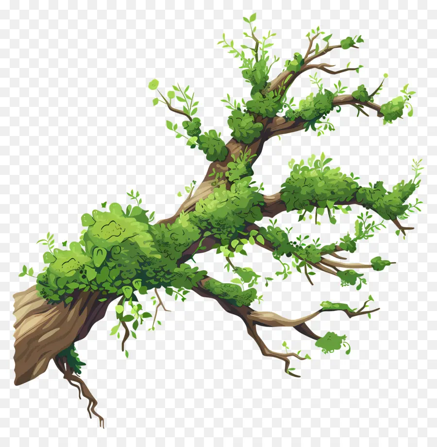 Musgo De Rama De árbol，Rama De árbol PNG