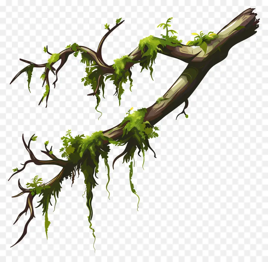 Musgo De Rama De árbol，Rama De árbol PNG