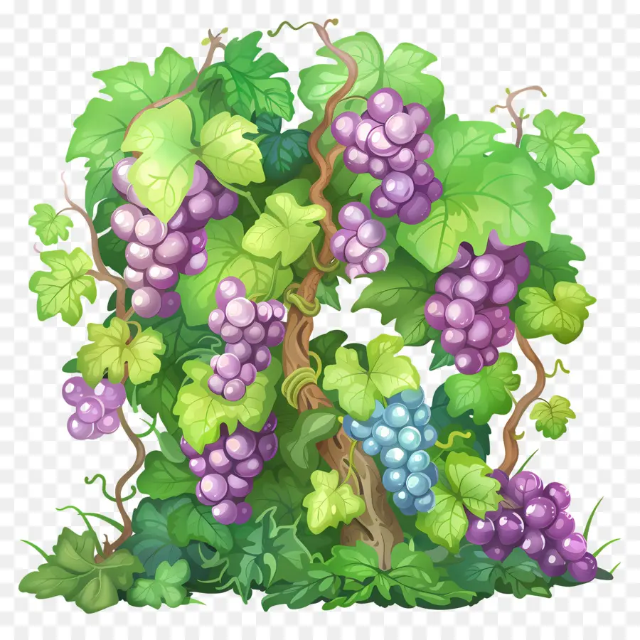 Campo De Vid，Las Uvas PNG