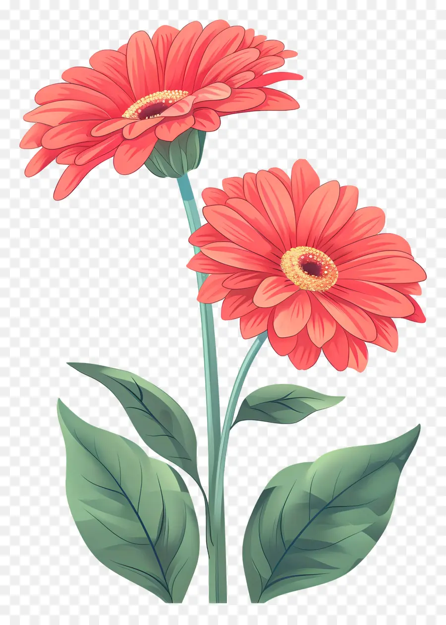 Gerbera Roja，Margarita PNG