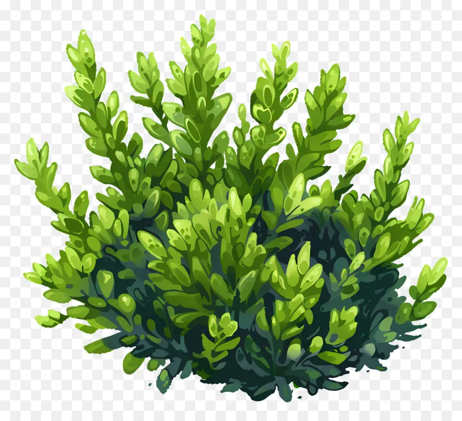 Planta De Musgo，Las Algas PNG