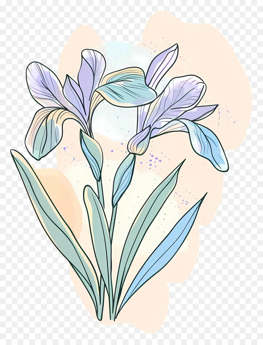 Flor De Iris，Florecer PNG