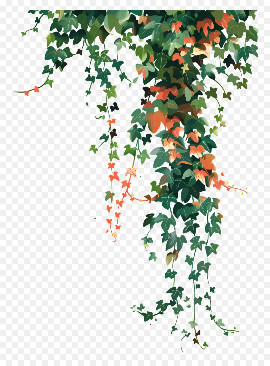 Ivy Colgante，Enredaderas Colgantes PNG