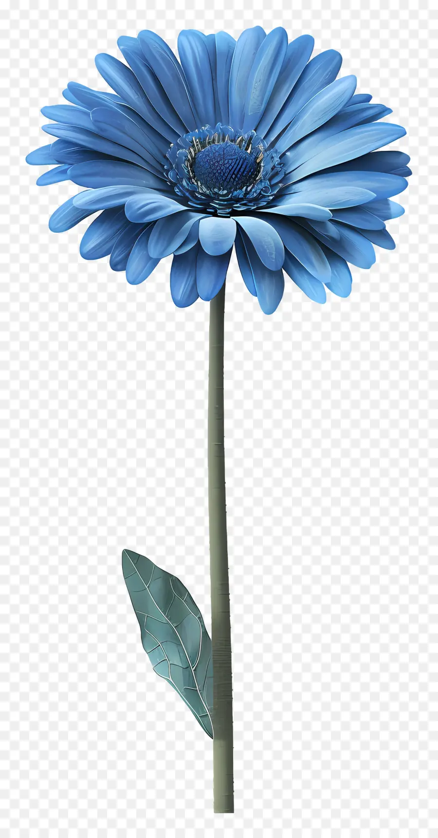 Gerbera Azul，Flor Azul PNG