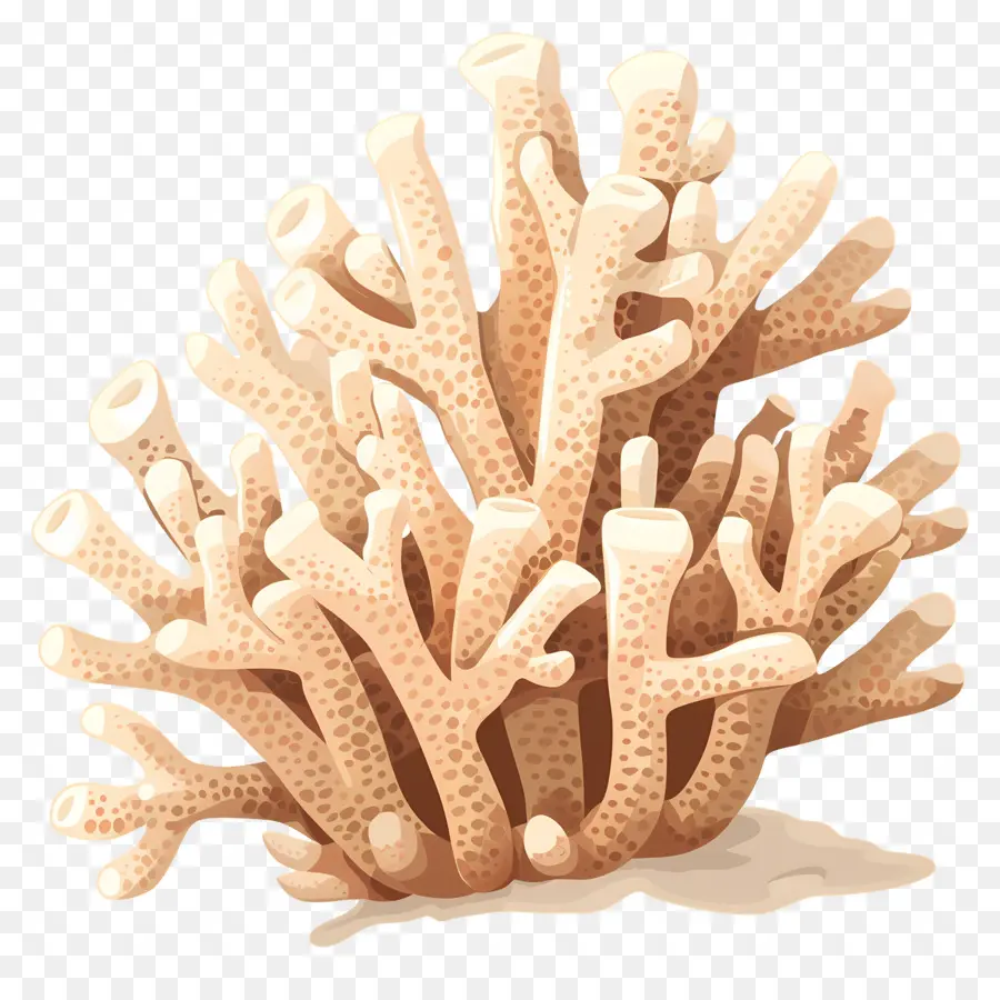 Blanqueamiento De Los Corales，Coral PNG