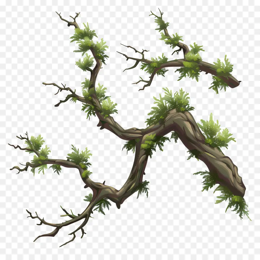 Musgo De Rama De árbol，Rama De árbol PNG