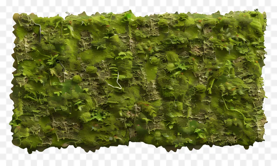 Muro De Musgo，Musgo Verde PNG