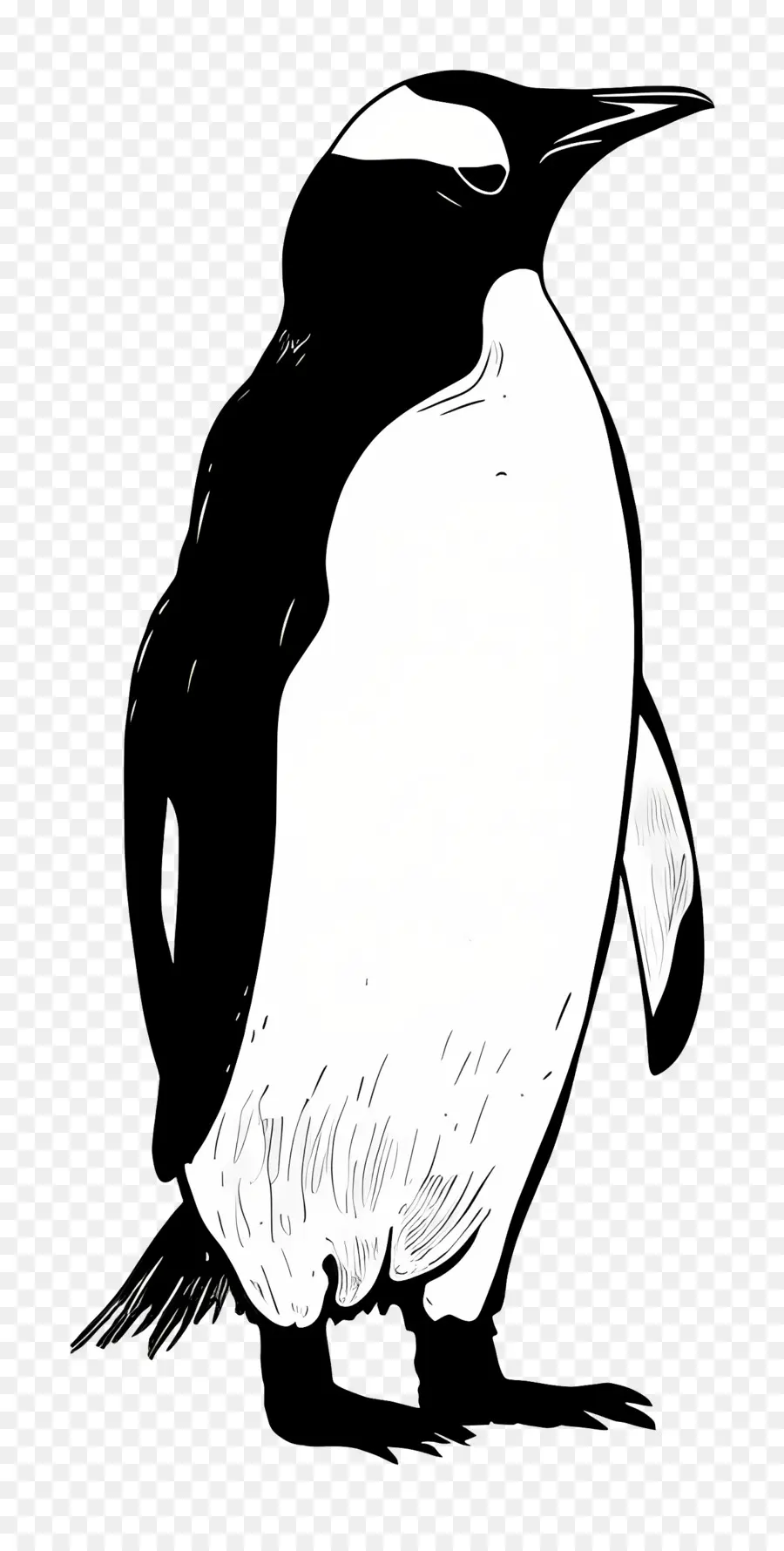 Pingüino，En Blanco Y Negro PNG