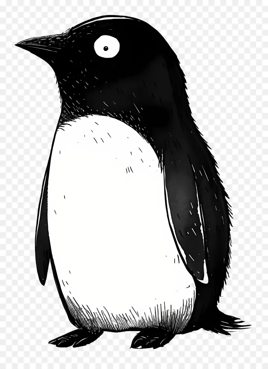 Pingüino，Aves PNG