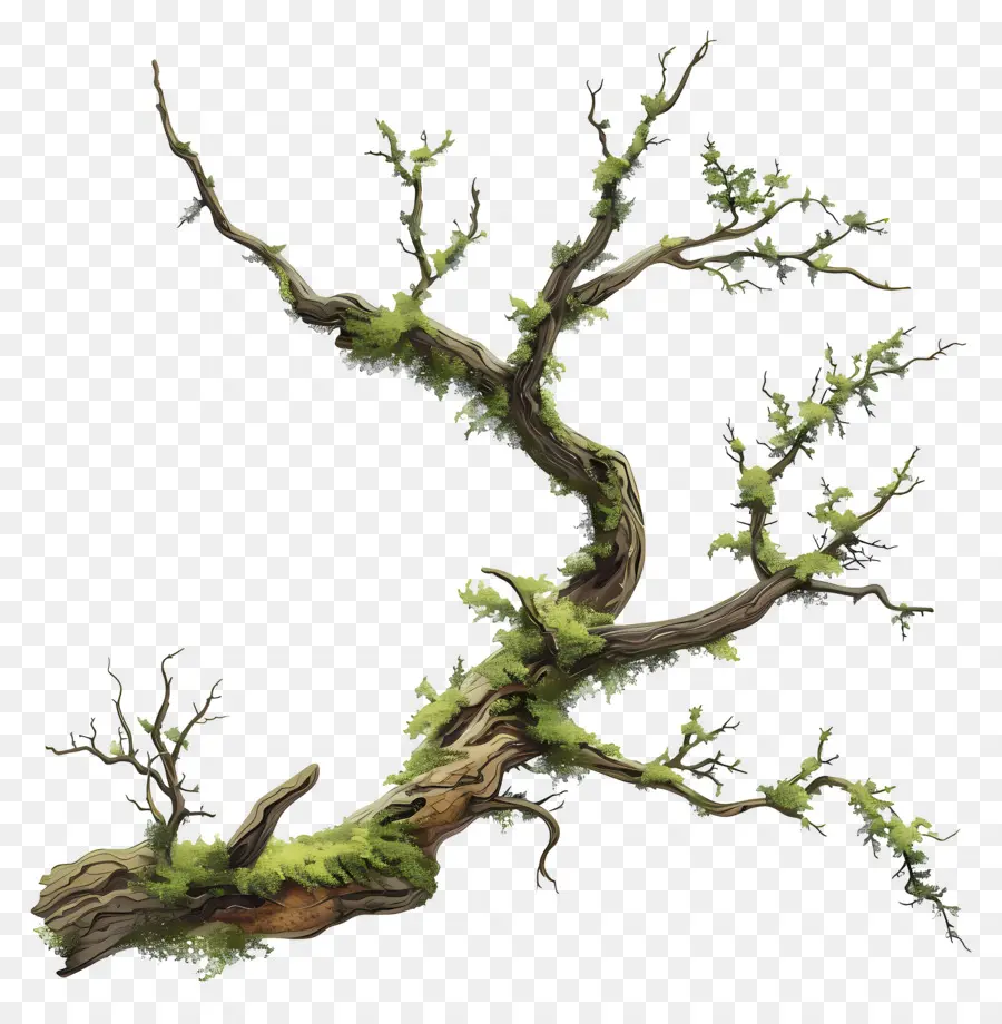 Musgo De Rama De árbol，Rama De árbol PNG