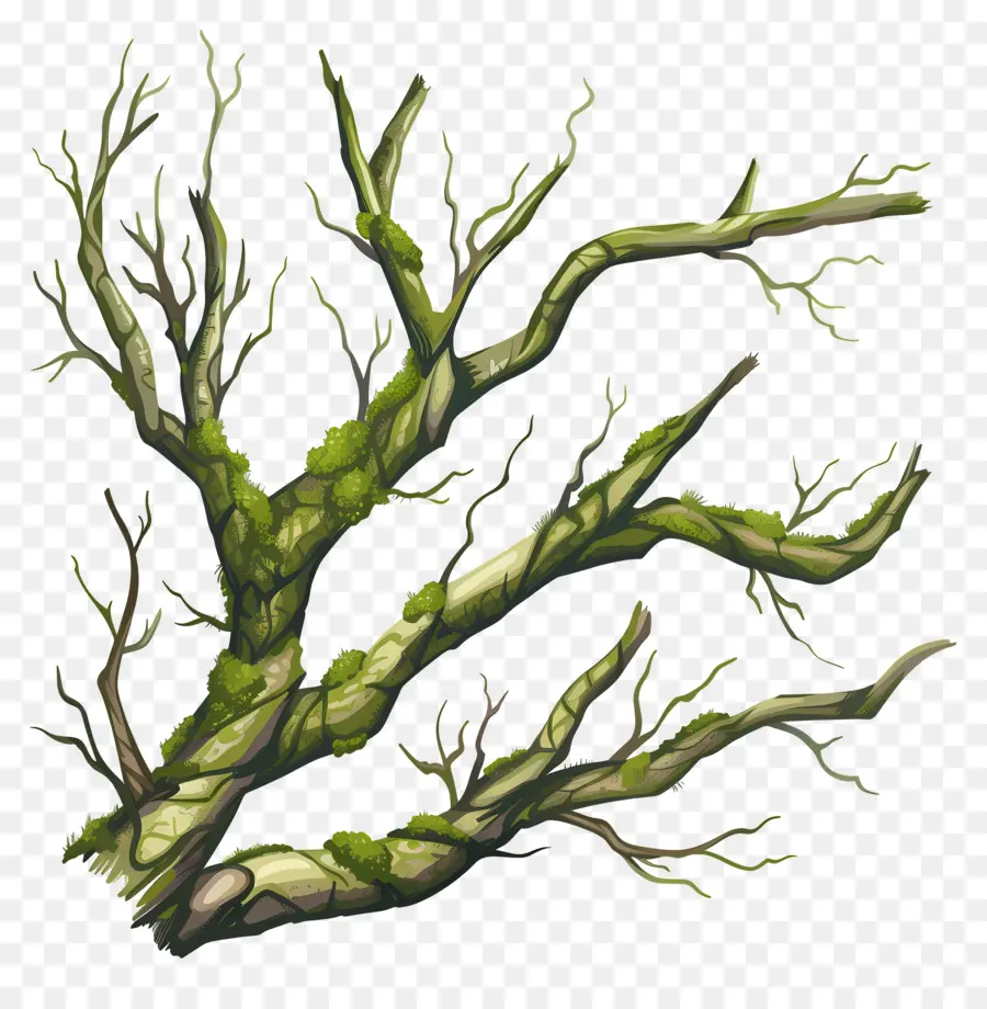 Musgo De Rama De árbol，Rama De árbol PNG