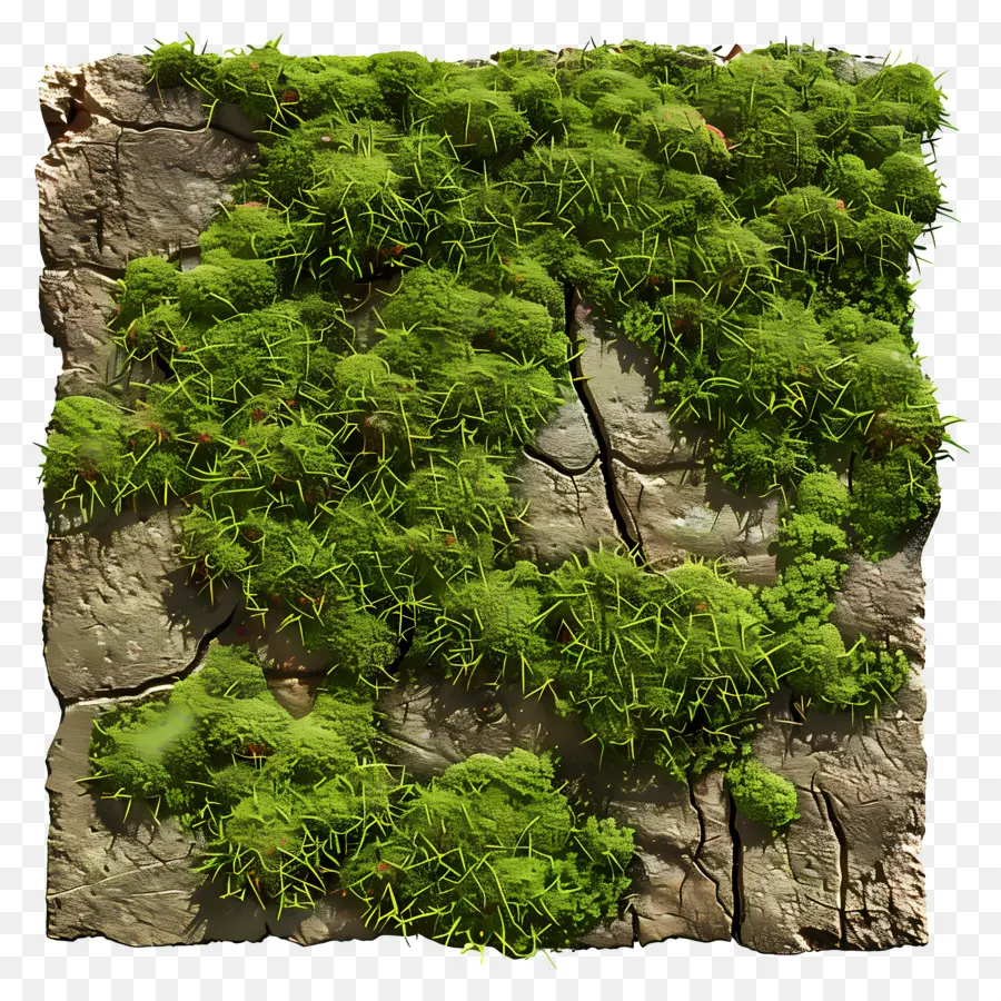 Pared De Musgo，Musgo Verde PNG